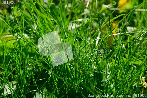 Image of Grass