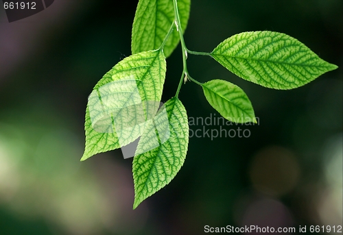 Image of Leaves