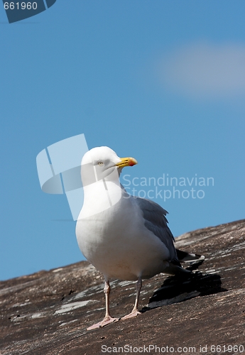 Image of Seagull