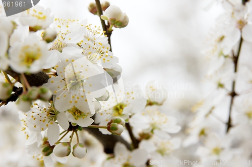 Image of Spring flowers