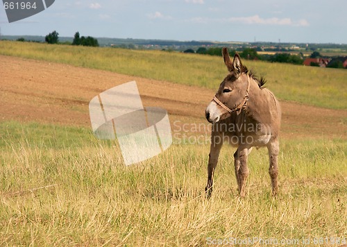 Image of Donkey