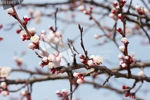 Image of Buds