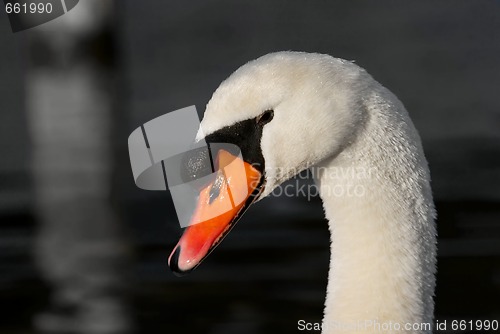 Image of Swan
