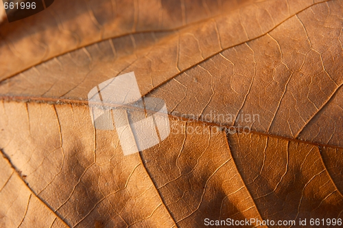 Image of Fallen leaf