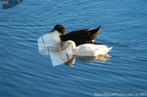 Image of Birds