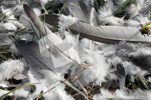 Image of Feather