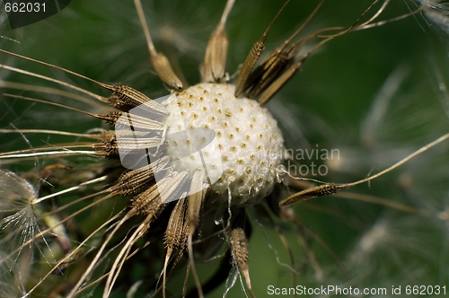 Image of Dandelion