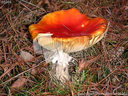 Image of Fly agaric