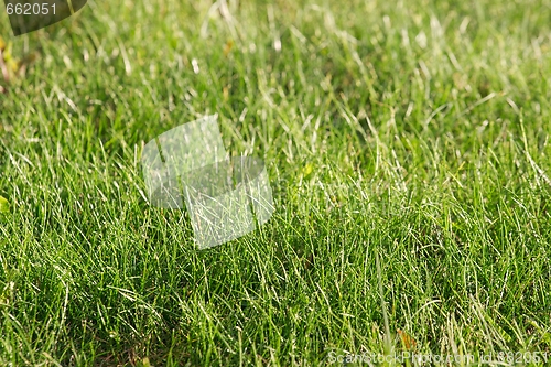 Image of Grass