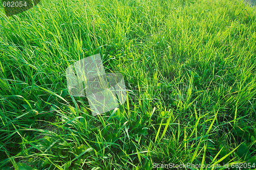 Image of Grass