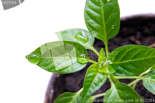 Image of Plant