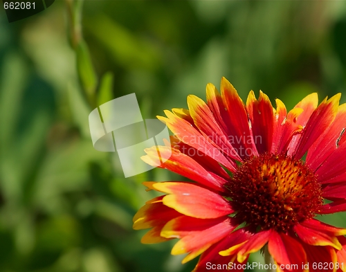 Image of Flower