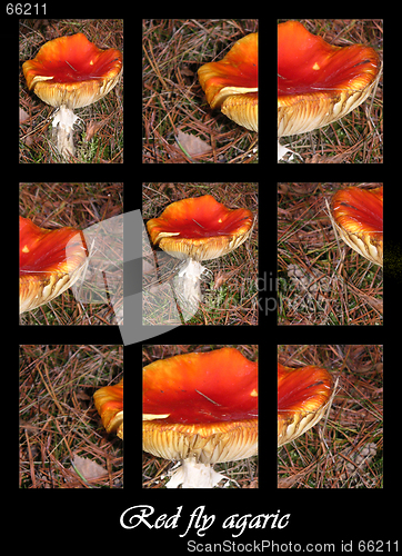 Image of Red fly agaric