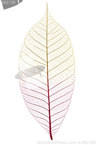 Image of Skeleton leaf