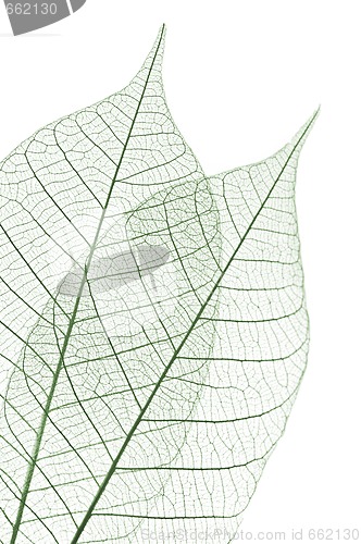 Image of Skeleton leaves