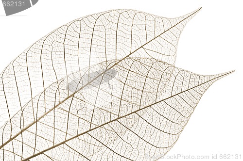 Image of Skeleton leaves