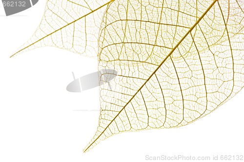 Image of Skeleton leaves