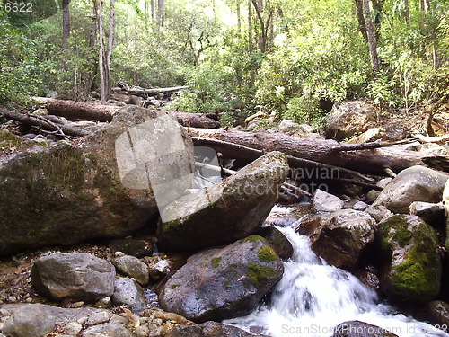 Image of Forest stream