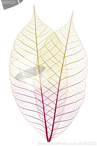 Image of Skeleton leaves