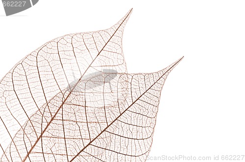 Image of Skeleton leaves