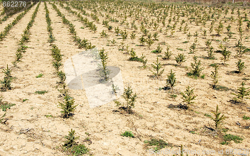 Image of Fir planting