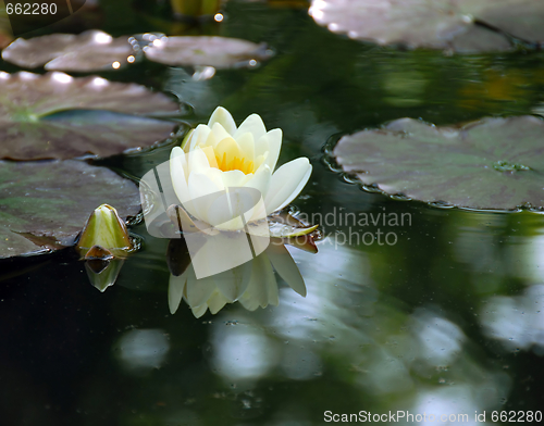 Image of White water lily