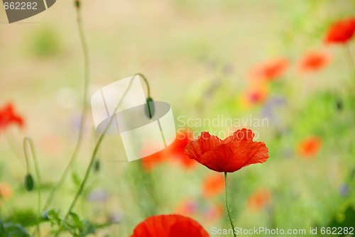 Image of Red poppy