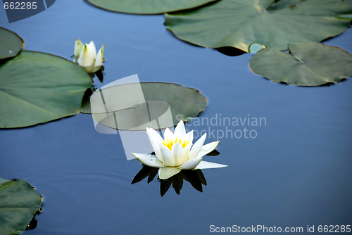Image of White water lily