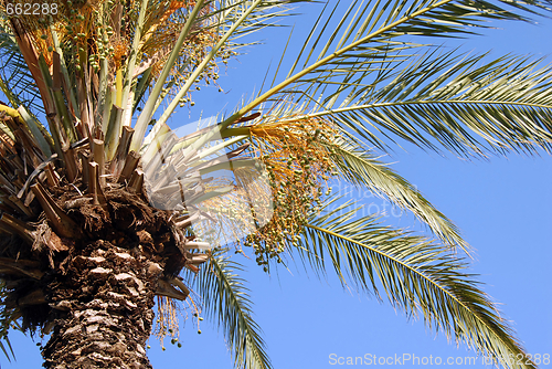 Image of Palm crown