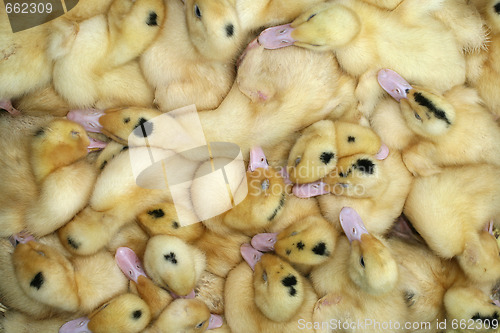 Image of Yellow ducklings