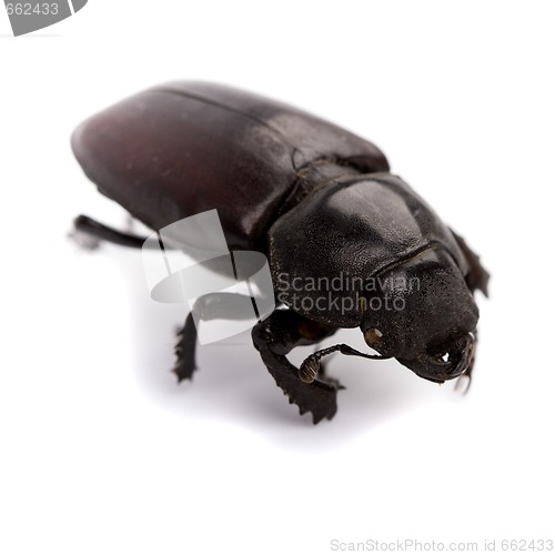 Image of black bug