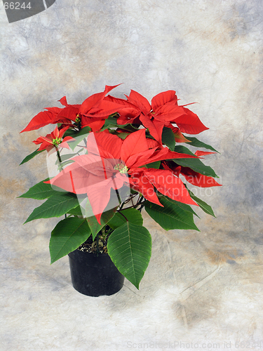 Image of Poinsettias Still Life