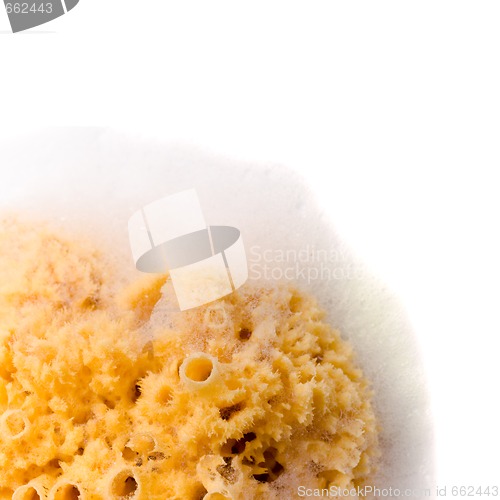 Image of natural sponge with soap foam