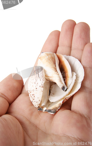 Image of Shells in a man hand.