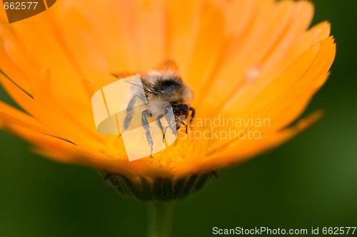 Image of bee on a flower