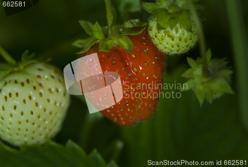 Image of the fresh ripe  and unripe green berrie 