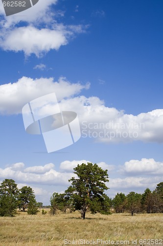 Image of Landscape with pine tree under cloudy blue sky