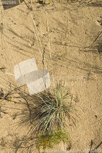 Image of Clumps of dune grass in sand