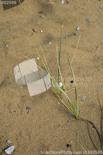 Image of Clumps of dune grass in sand