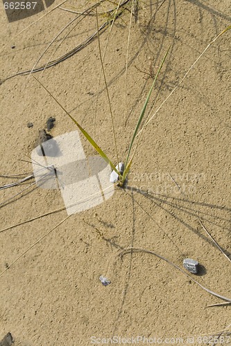 Image of Clumps of dune grass in sand