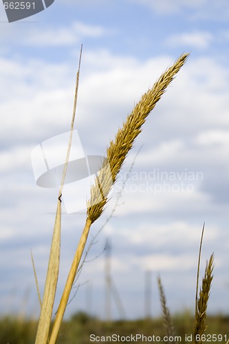 Image of Ear of grass on cloudy sky background