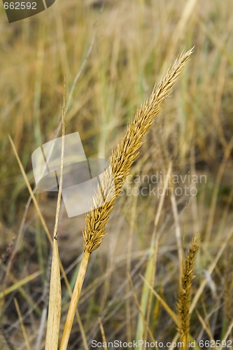 Image of Ear of grass at summer in Kazakhstan