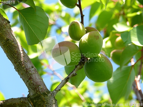 Image of Unripe apricots