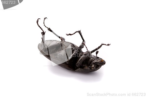 Image of dead bug