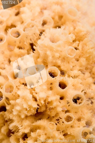Image of natural bath sponge
