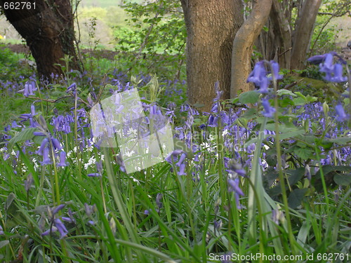 Image of woodland flowers