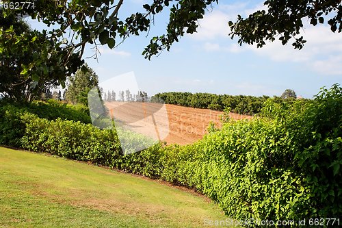 Image of Small trees in nursery garden among meadows and forests