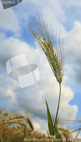 Image of Barley field