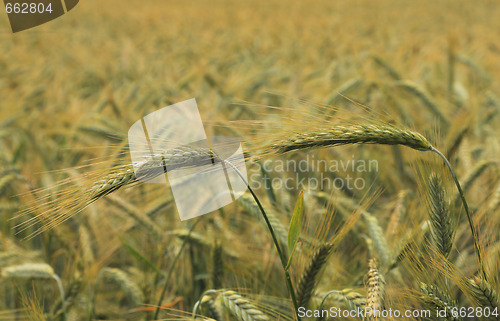 Image of Cereals field