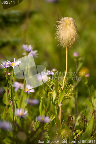 Image of Montana wildflowers